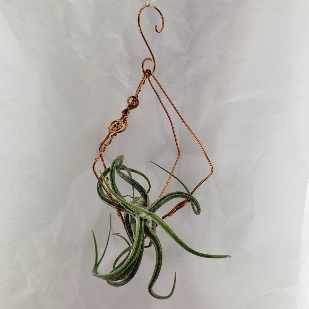 Buy the latest Air Plant Wire Air Plant Decor at great prices